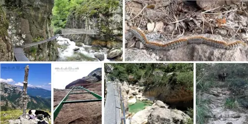 A guide for hiking with a dog in Catalonia
